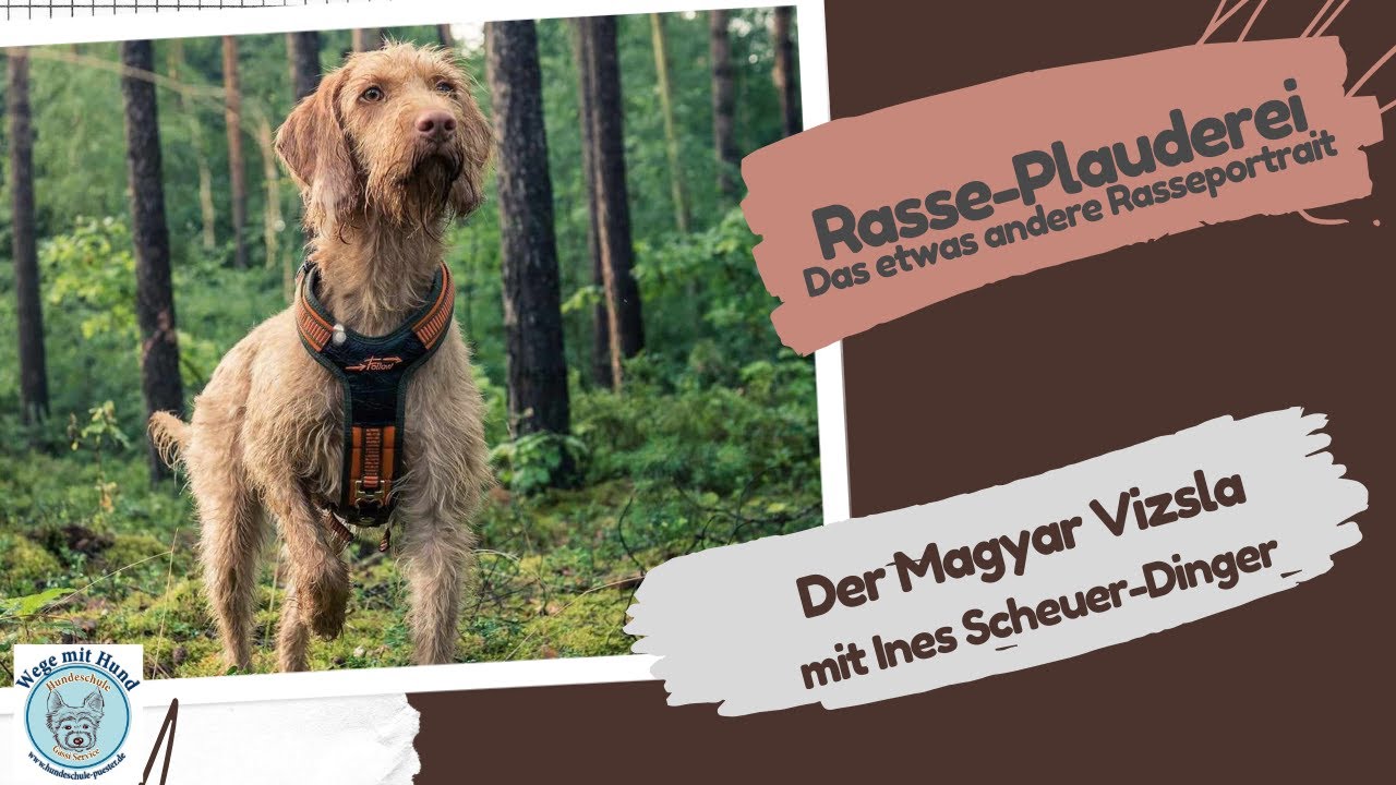 Der Magyar Vizsla. Rasseportrait mit Ines Scheuer-Dinger