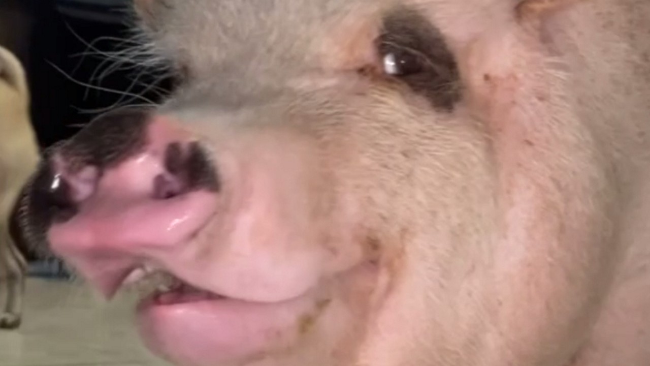 Rescue pig has hilarious reaction to touch