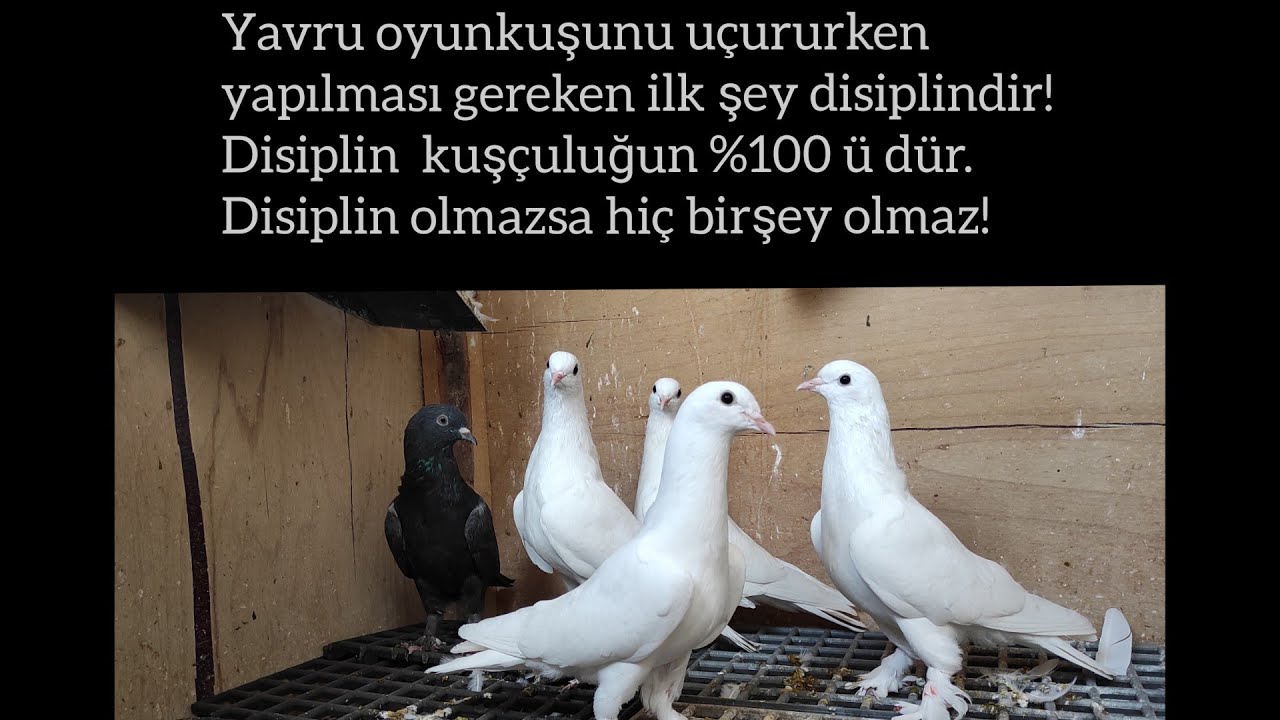 Yavru oyunkuşunda disiplin herşeydir!