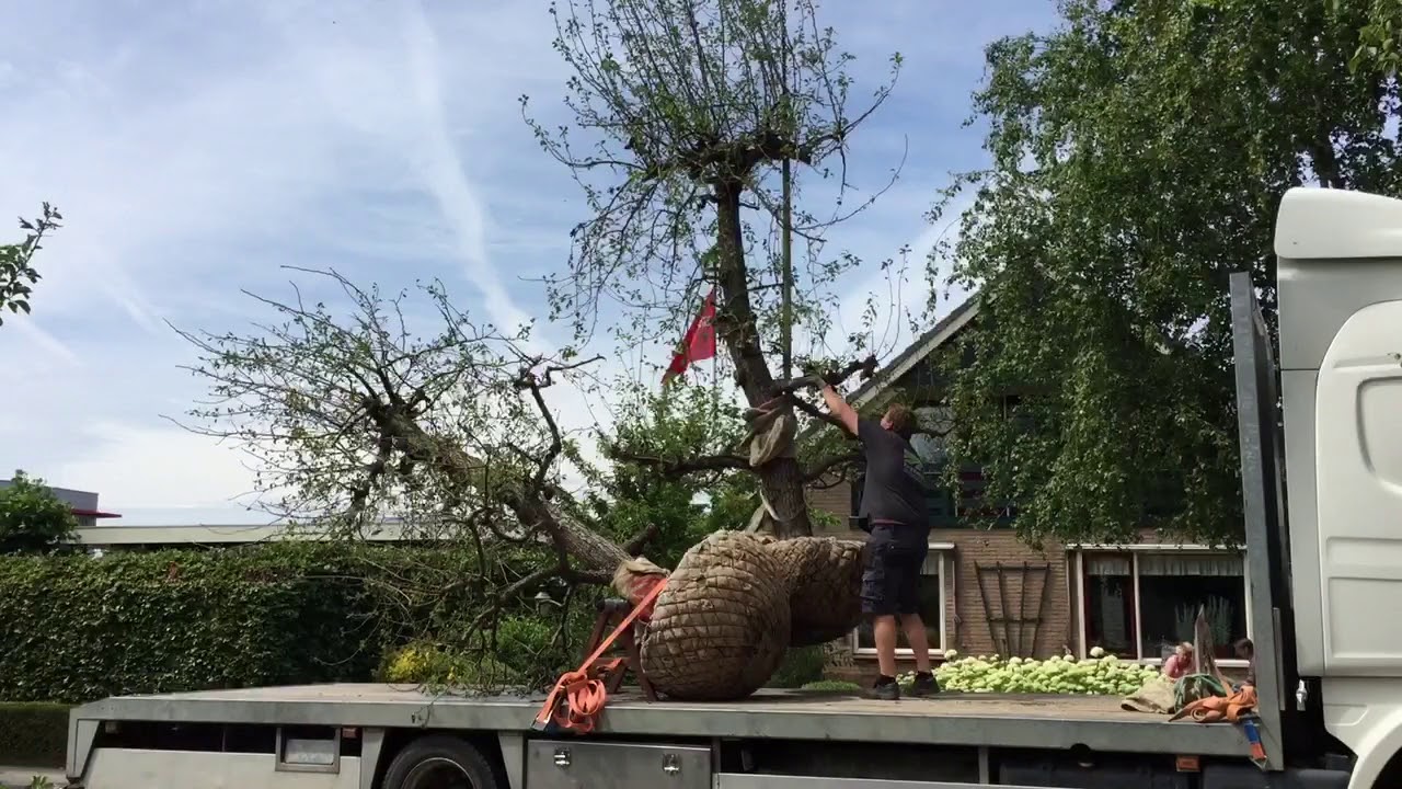 Oude fruitbomen planten met behulp van een telekraan door Schouten  Bomen & Loonbedrijf