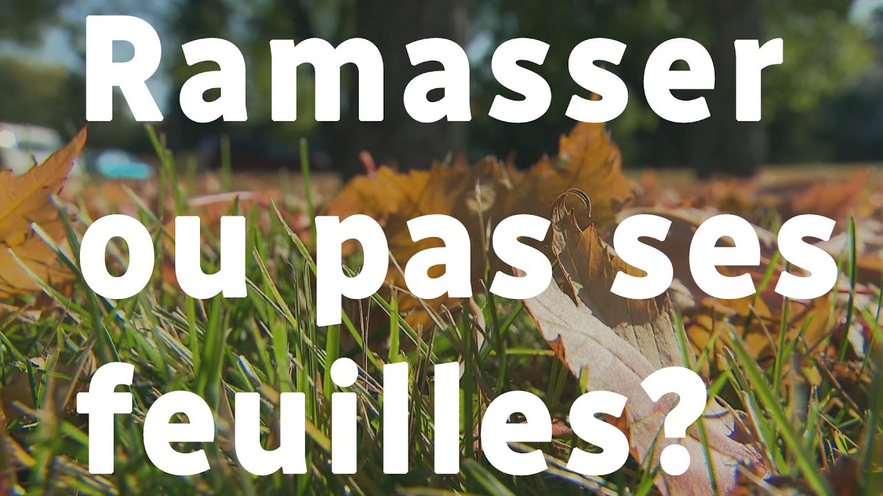Ramasser ou pas ses feuilles?