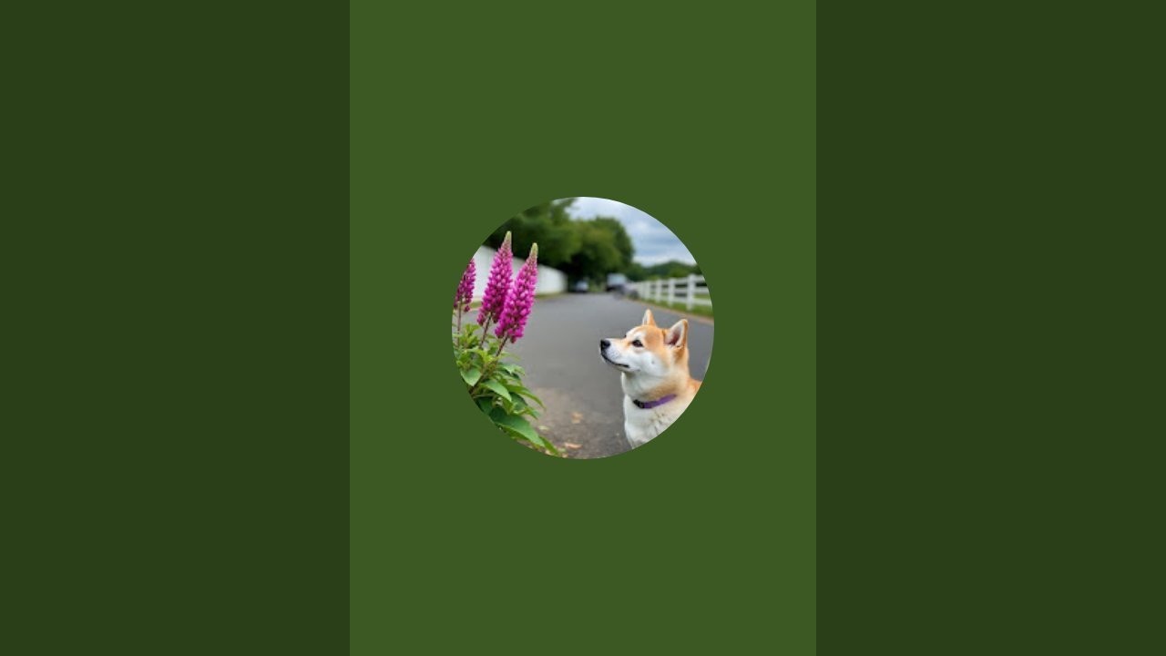 meri_duniya_ is live