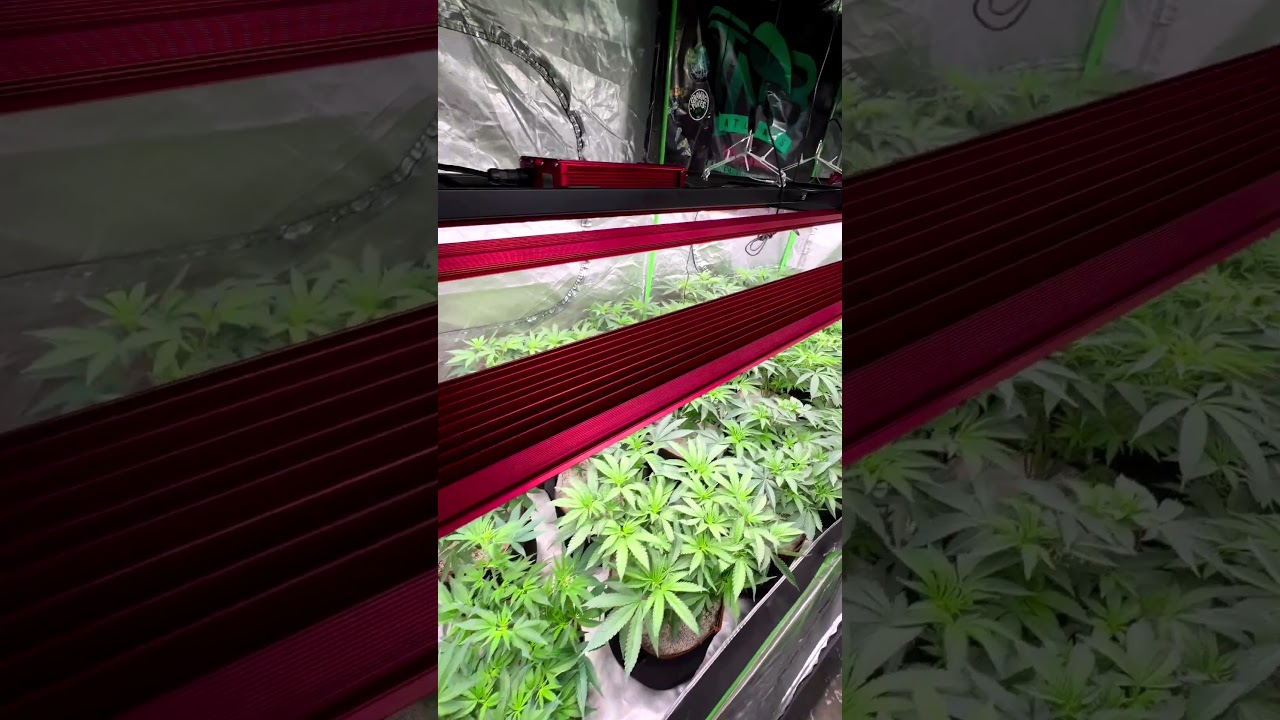Happy Friday Ihope everyone has a dope weekend Everything in here is coming along nice #tnbnaturals