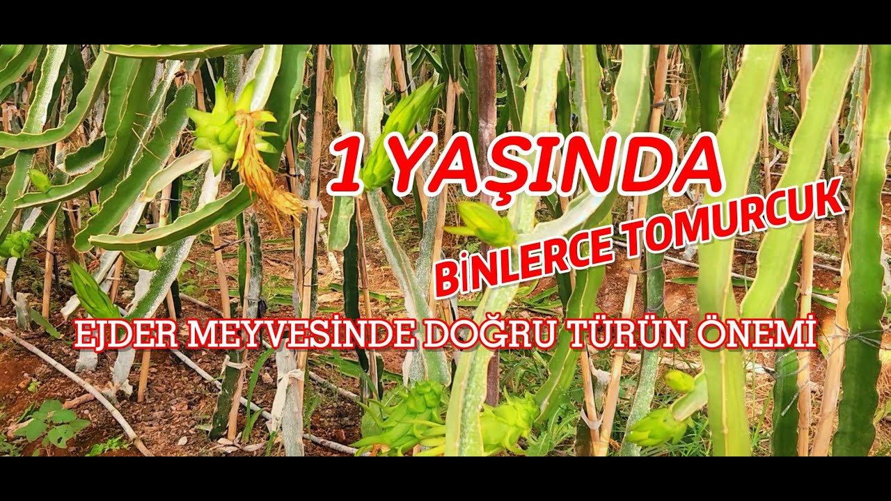 Ejder Meyvesi Yetiştiriciliği / Doğru Cins Seçimi