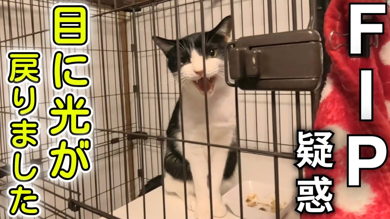 【FIP疑惑】金太郎の目に光が戻りました！