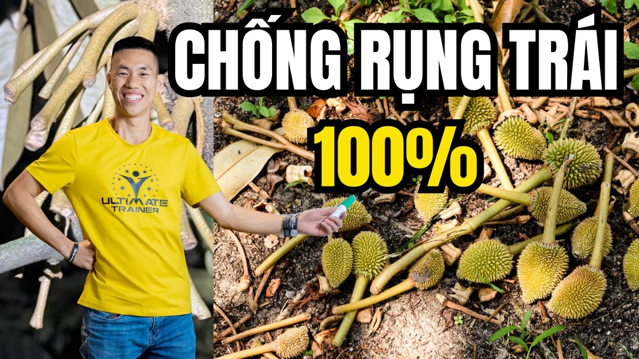 Đây là cách các bác có thể chống rụng 100% trái non sầu riêng | Phạm Đức Thiện