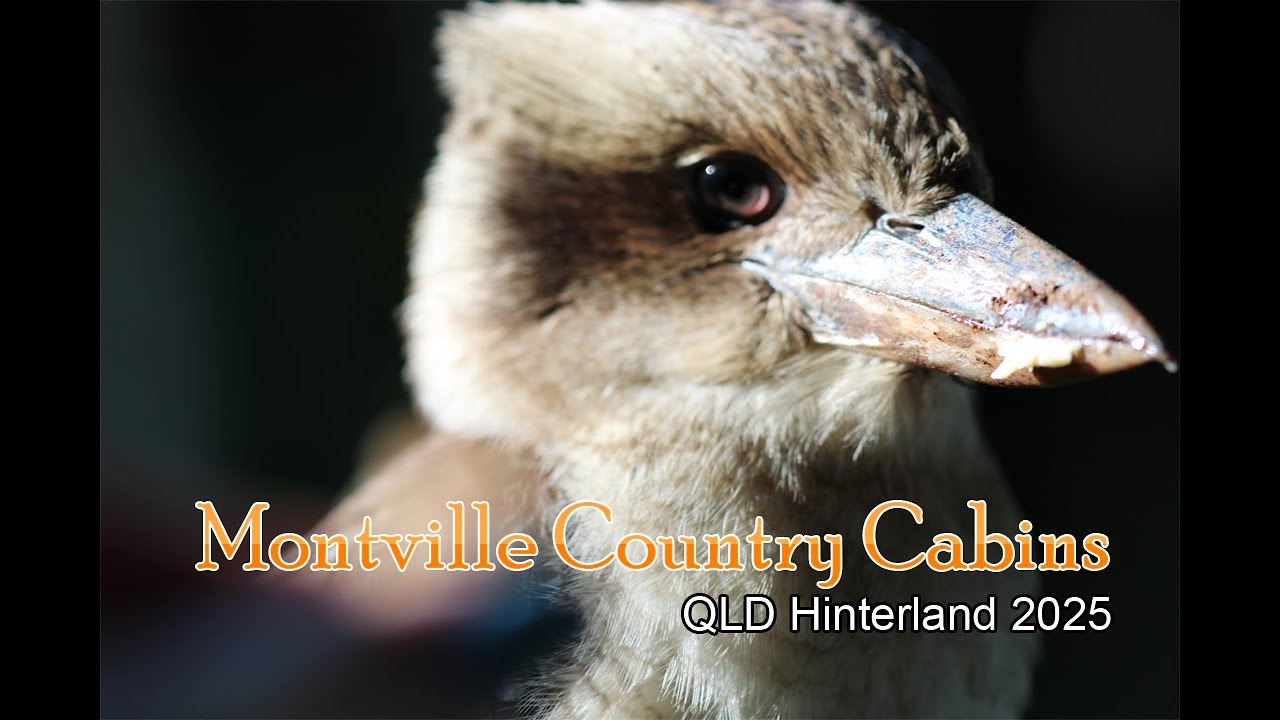 Montville Country Cabins 2025