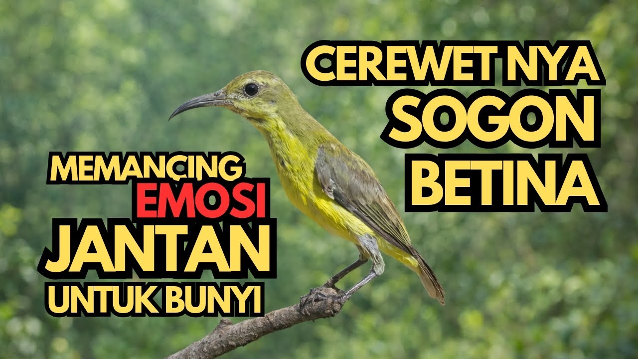 SOGON BETINA MEMANCING BIRAHI JANTAN