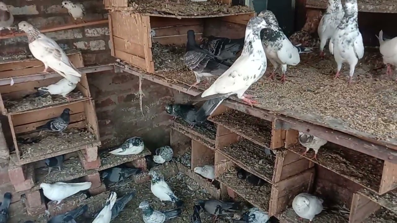 New patho ka soak#baby#pigeon#kabutar#video#fly#badshah kabutar