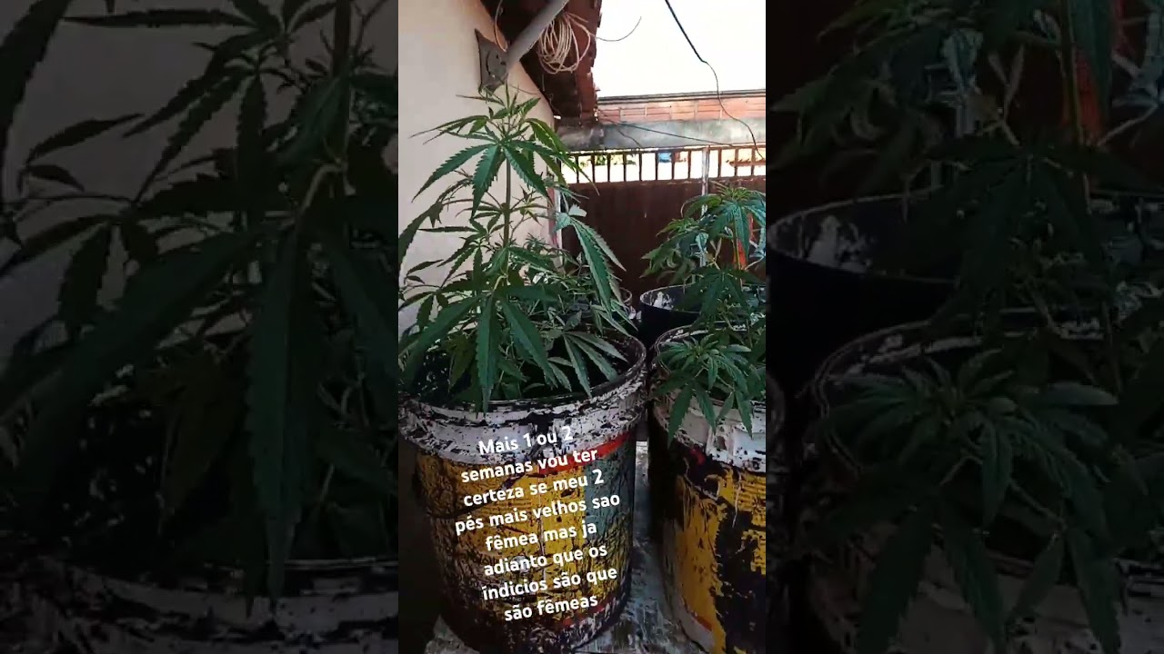 Como plantar maconha outdoor