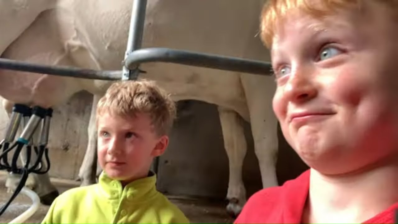 Where Does Milk Come From? How Cows are Milked.