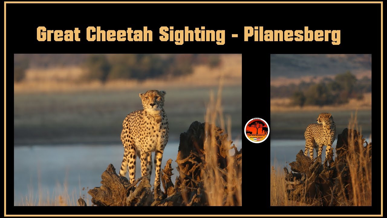 Great Cheetah Sighting (Pilanesberg)