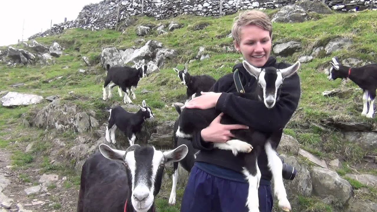 WWOOF IRELAND on Cape Clear Goat Farm