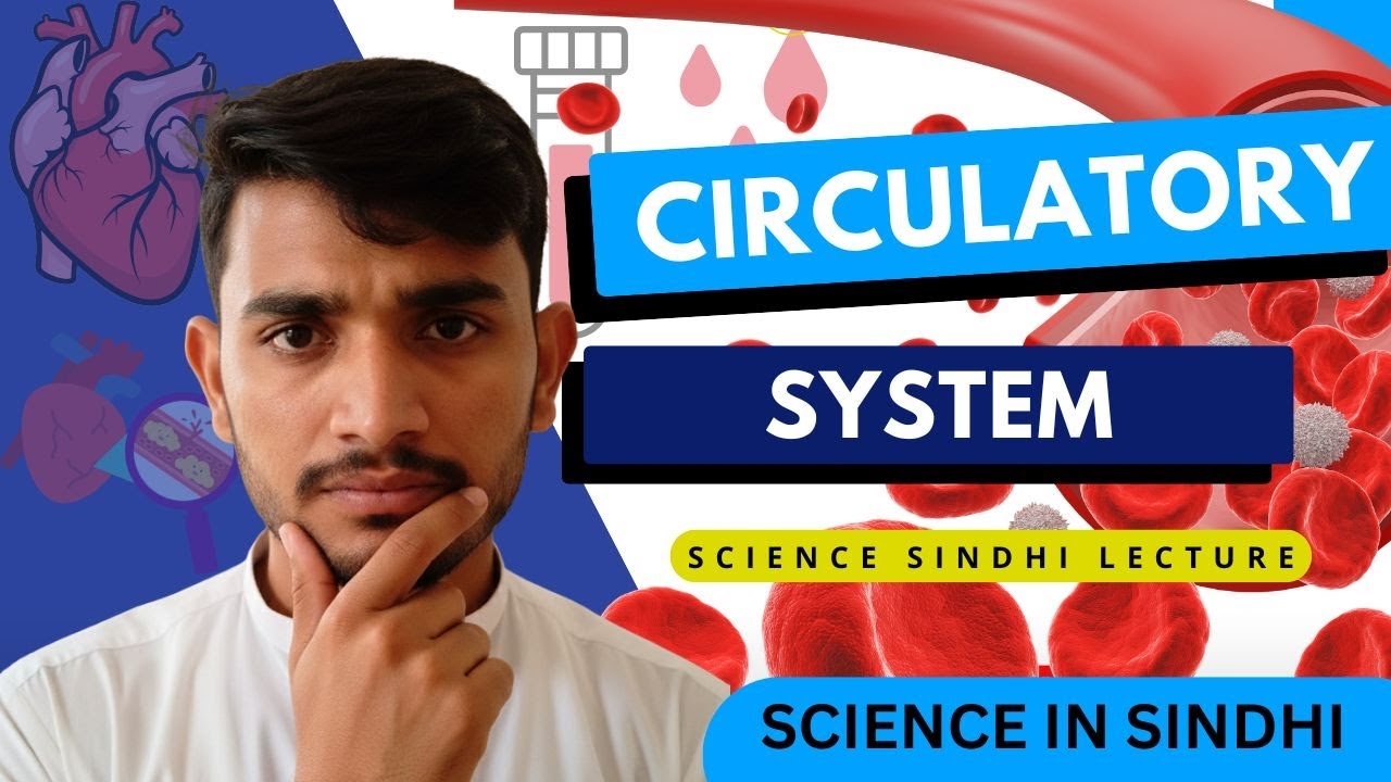 Circulatory System in Sindhi | Easy Science Lecture | Heart, Blood & Vessels