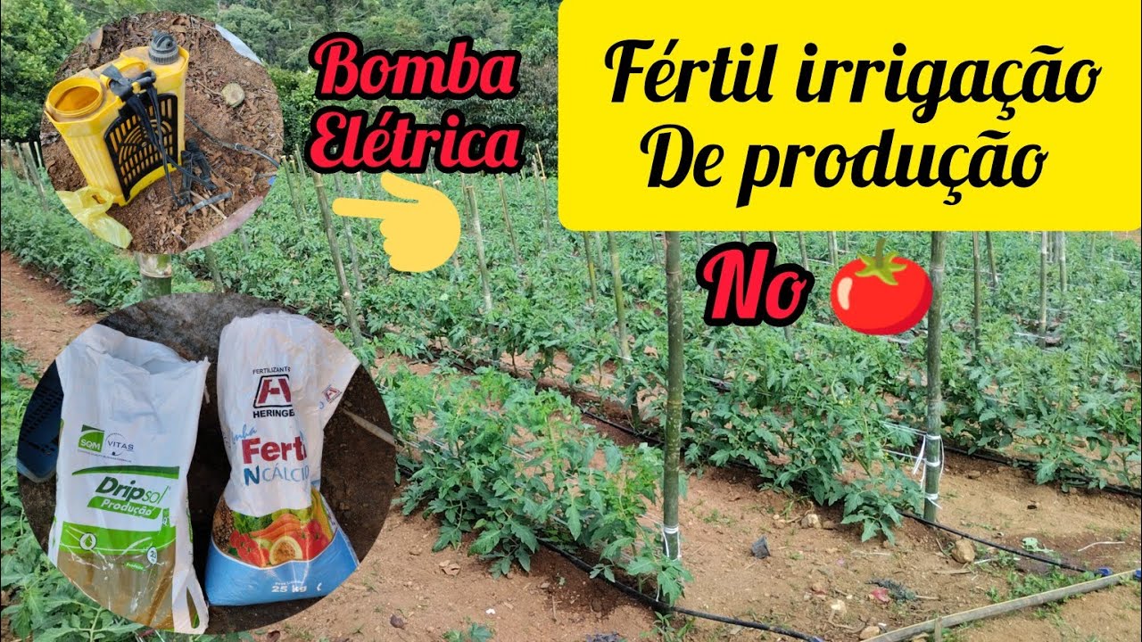fazendo 1 adubação de produção via fértil irrigação no tomateiro 🍅!