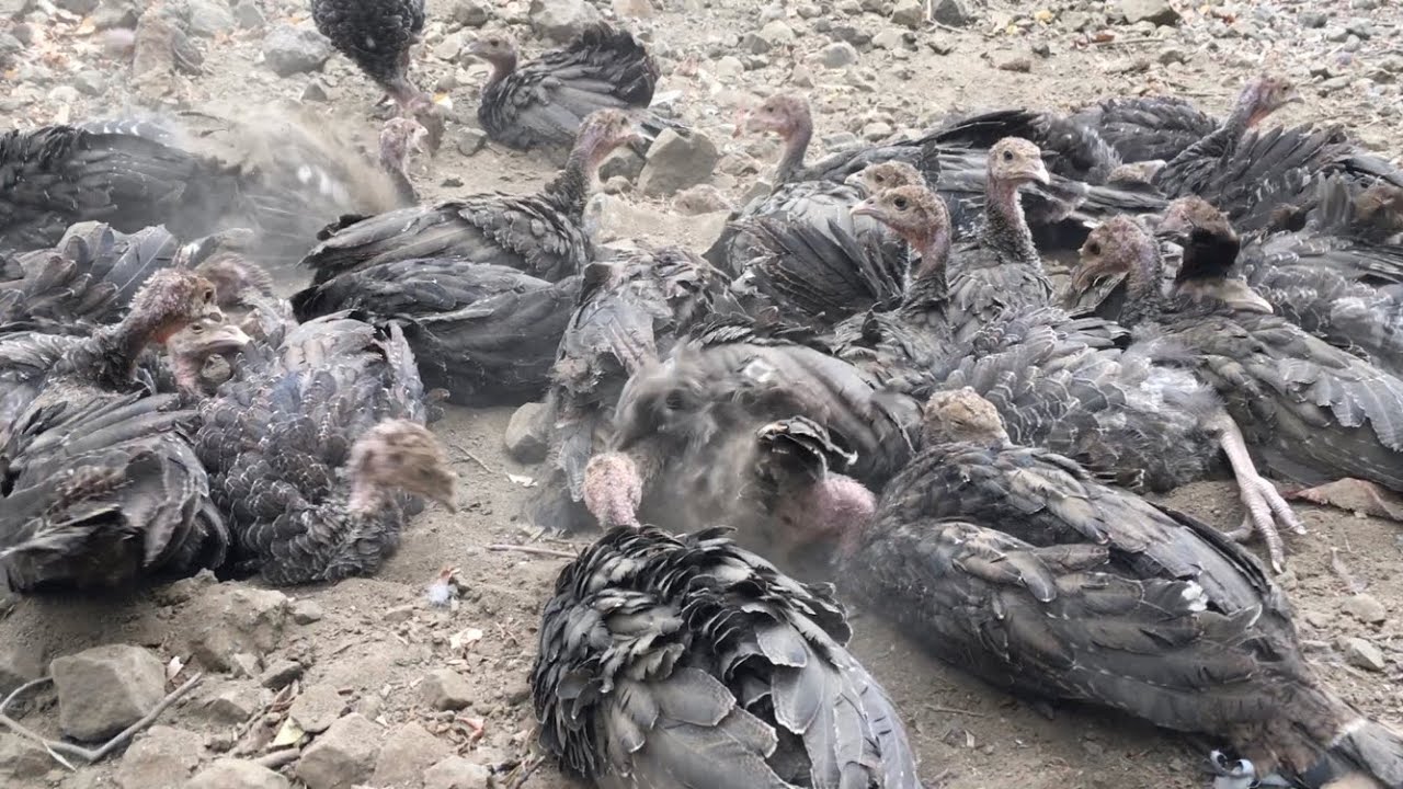 Çiftlikteki Hindiler İlk Defa Doğa ile Buluşuyor🦃turkeys meet nature🦃