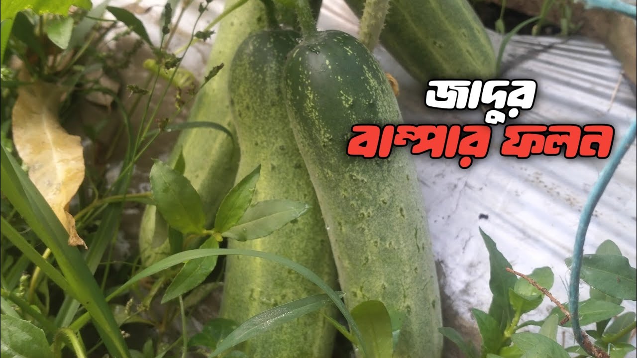 জাদু শষার বাম্পার ফলন