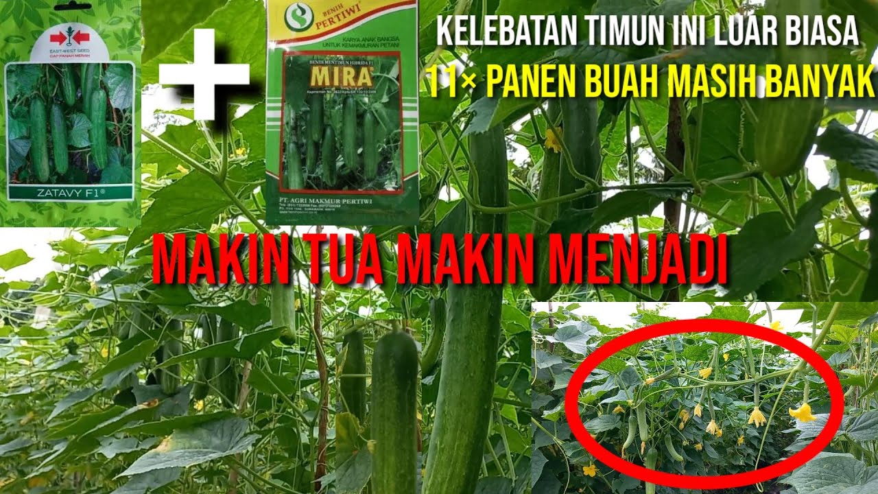 Timun mira dan zatavy f1 disatukan hasilnya mengejutkan