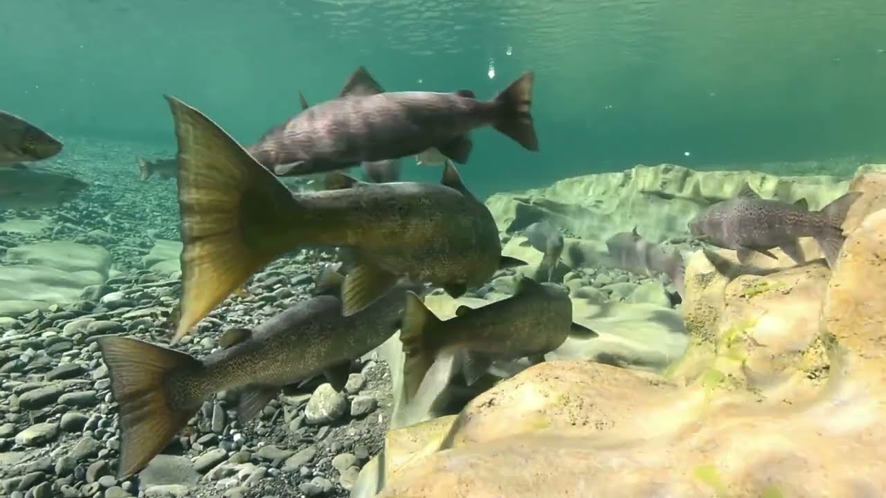 Wild Salmon Connections