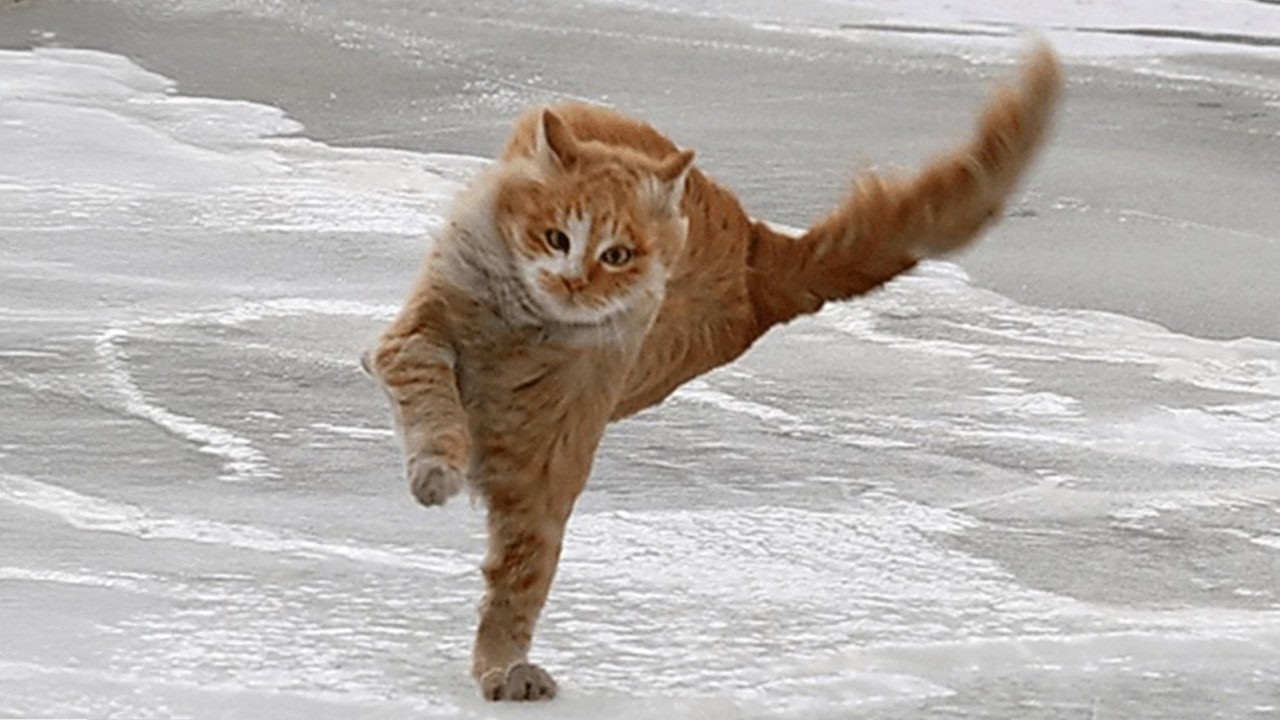 Funny Cats React to Crazy Weather 🤣 The Funniest CATS Video 2026