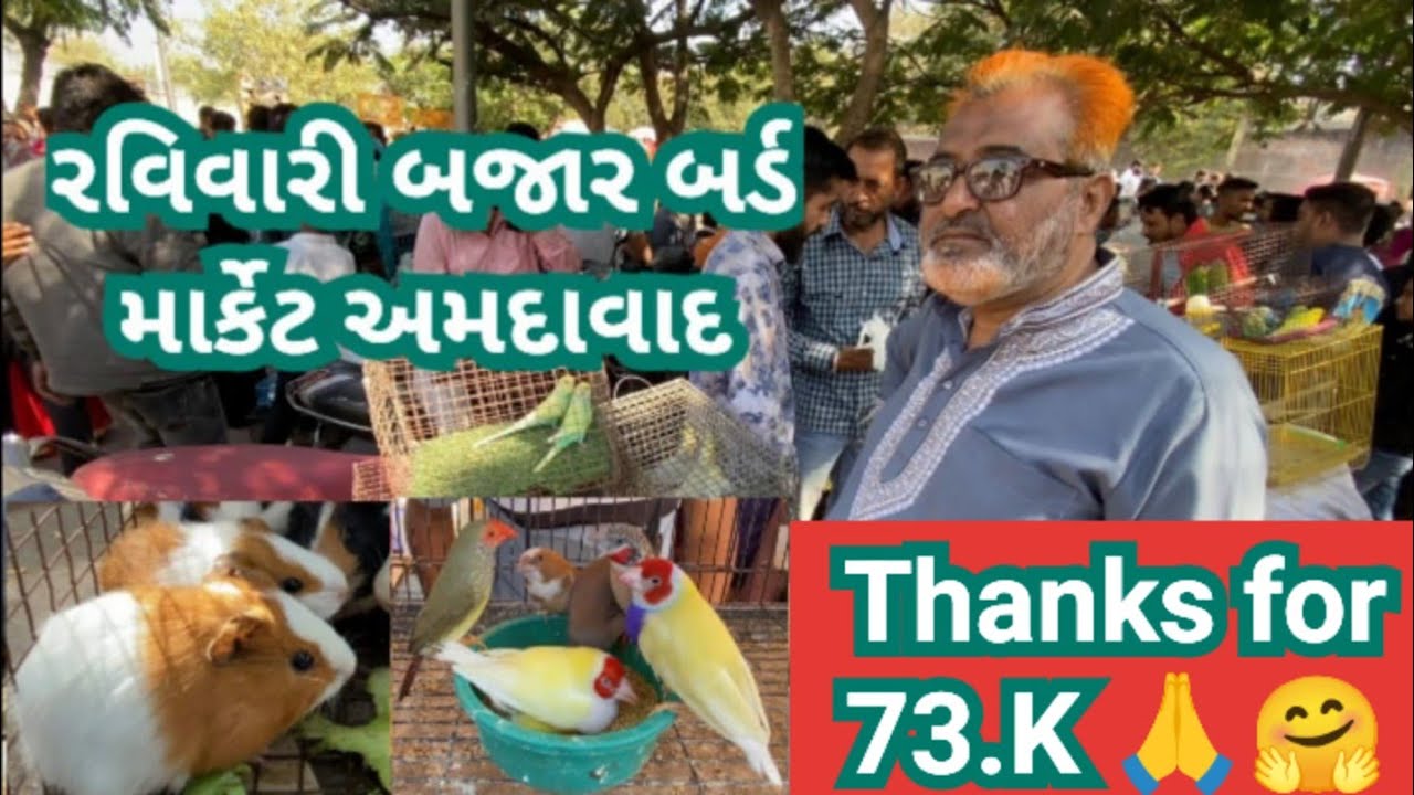 Sunday bird Market Ahmedabad India # ravivari bazar bird market Ahmedabad # bird market India