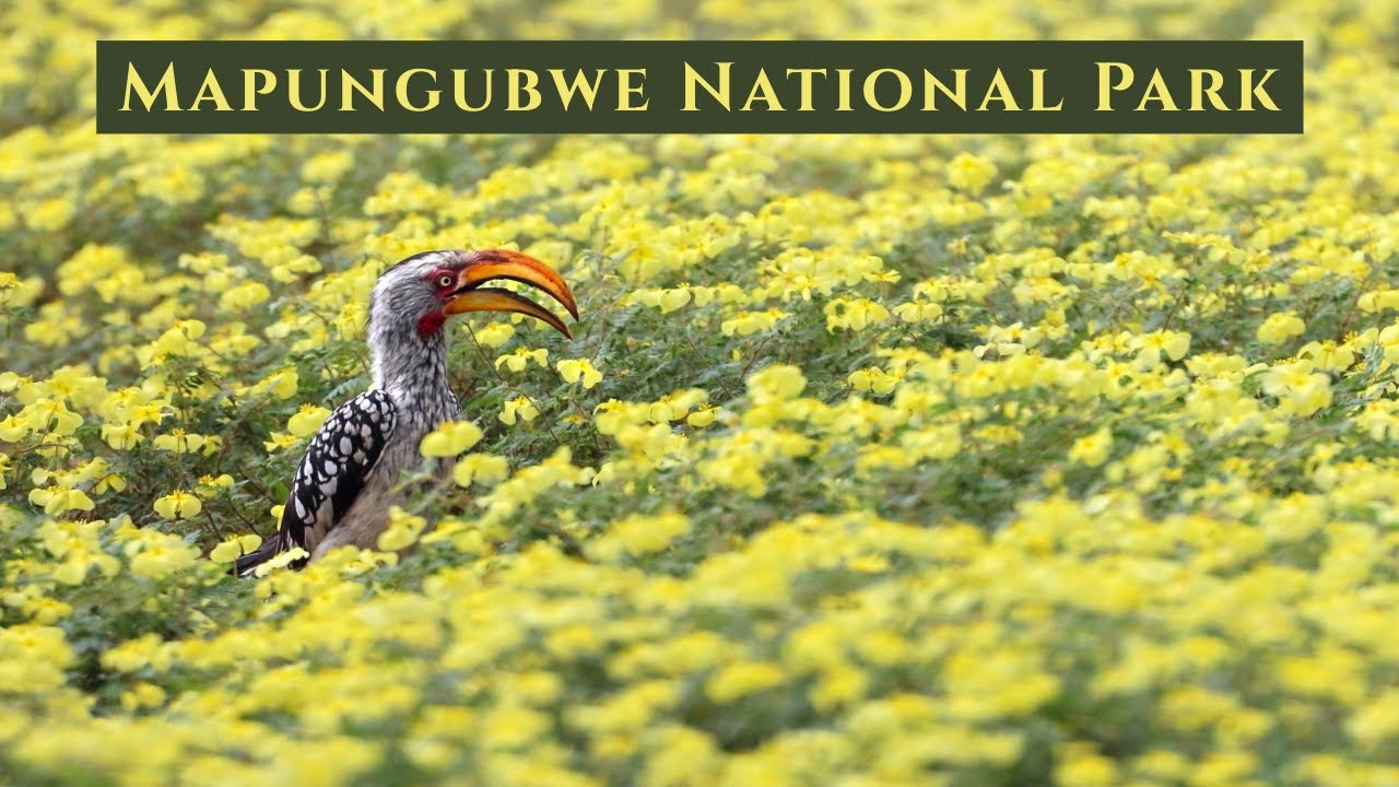 Emerald Season in Mapungubwe National Park | Safari Journals (4K)