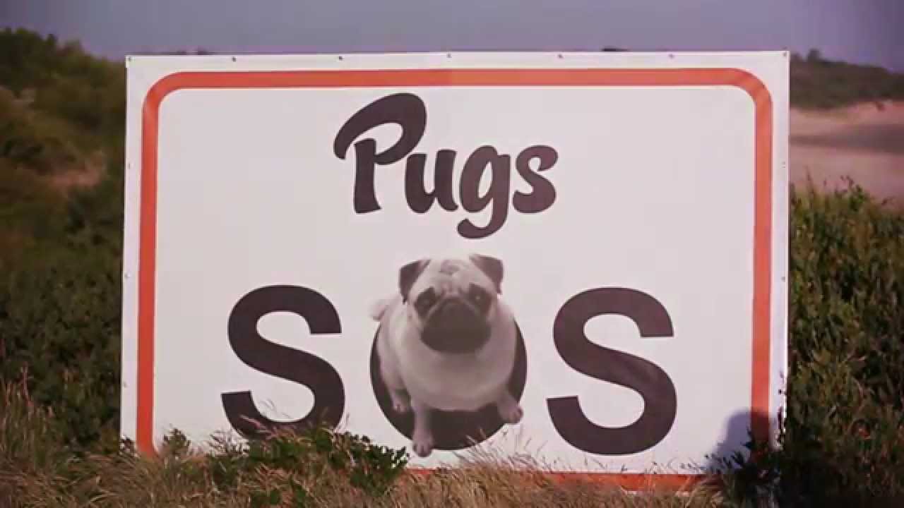 Rescued pugs playing on the beach