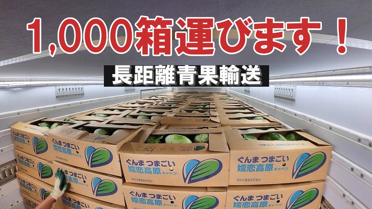 【長距離トラック】キャベツ1,000箱運びます！真夏の青果輸送