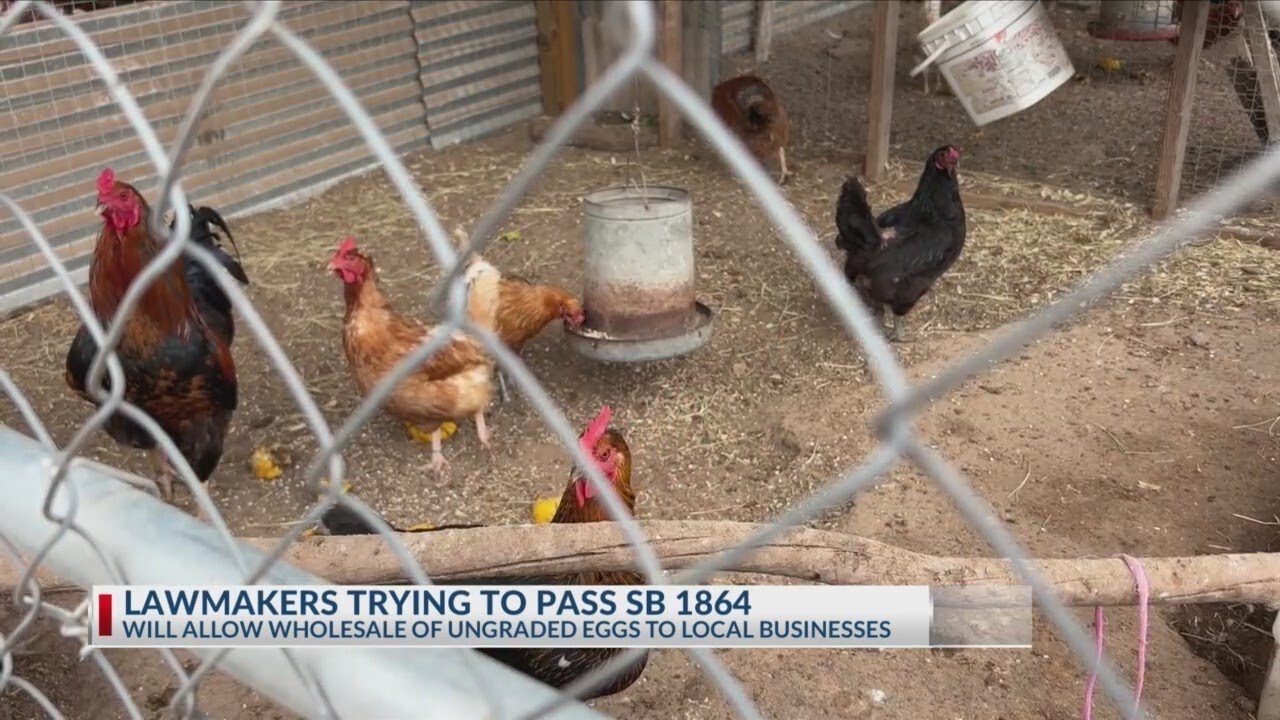 Bill looks to allow small egg producers to sell ungraded eggs wholesale