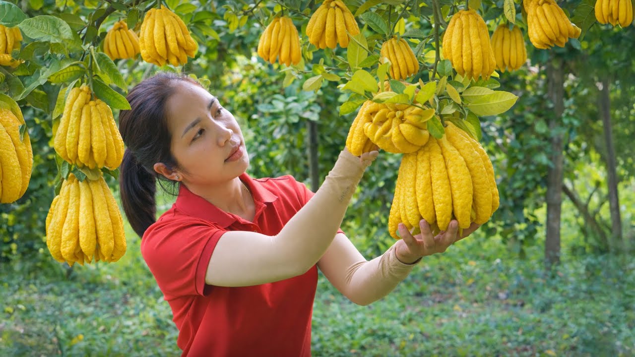 Harvesting 1000 + Kg Beautiful Buddha's Hand Fruit Garden To Sell At Market | Tieu Ca Free Bushcraft