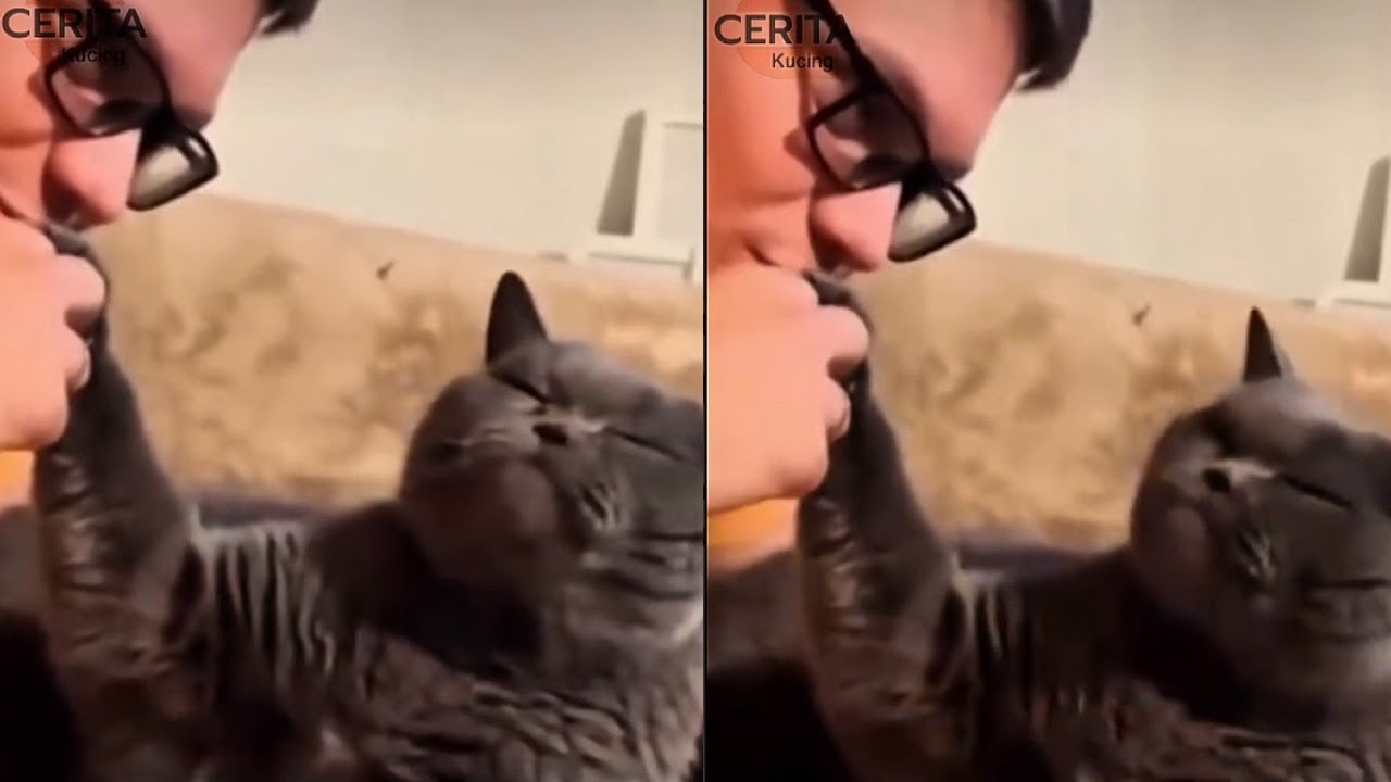 Yakin Bikin Ketawa! Momen Lucu bapa mohon maaf ke kucing sampai salim cium tangan/kompilasi kucing