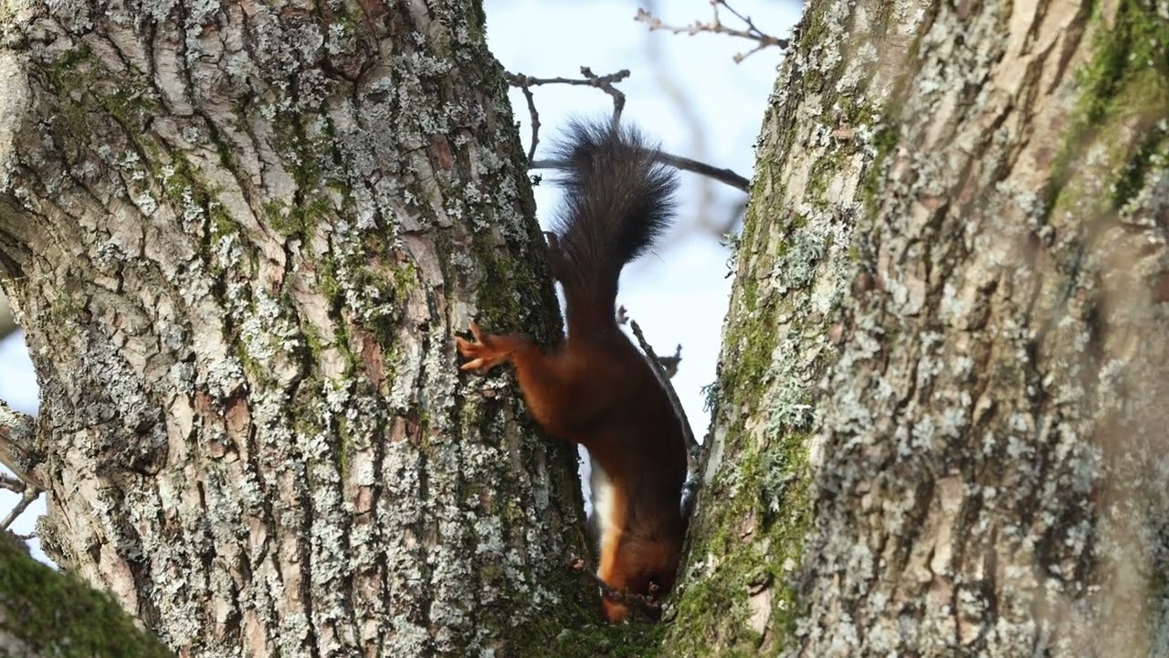 2026-02-17 Squirrel builds nest