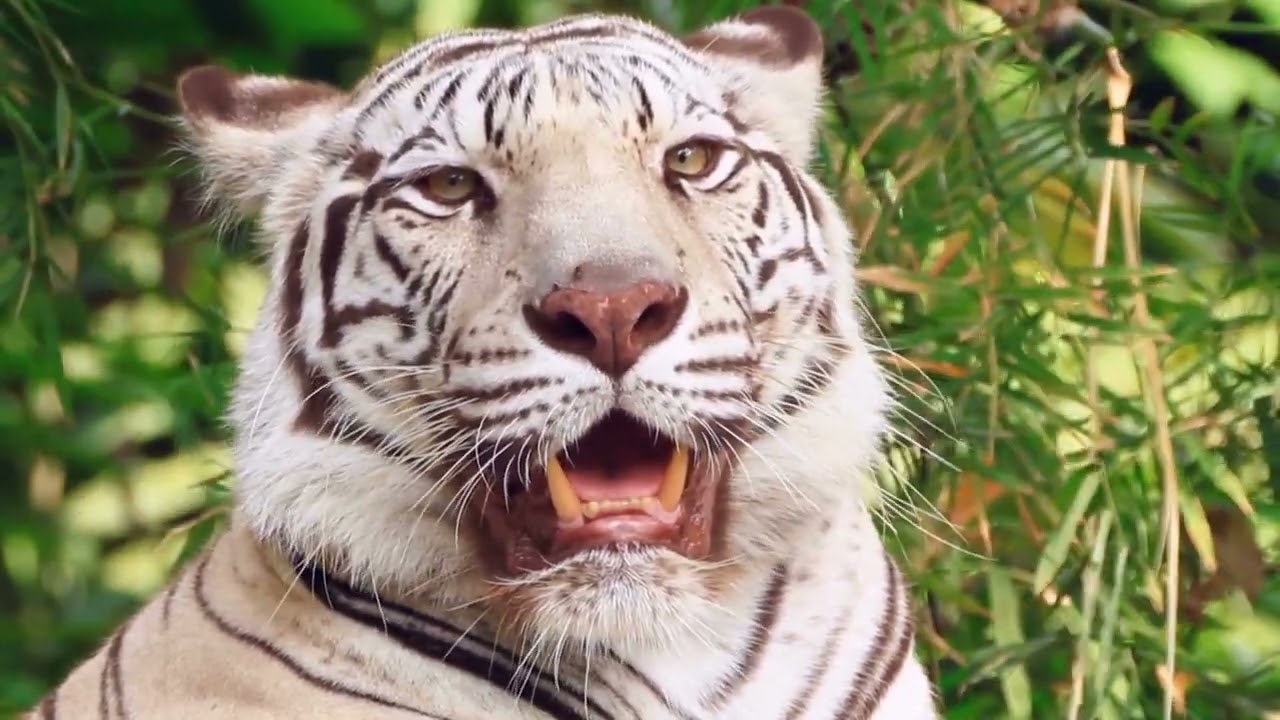 Der Wei&szlig;e Tiger (Wissen f&uuml;r Kinder) #Wei&szlig;erTiger#KinderLernen #Tiergeschichten#Naturwunder#Wildtiere