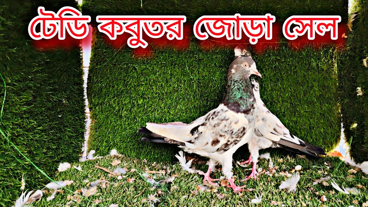 টেডি কবুতর ও শ্বেত কাগজি হাত বাজি সেল#pigeon #everyone #million#dipankar #pigeonlaver 