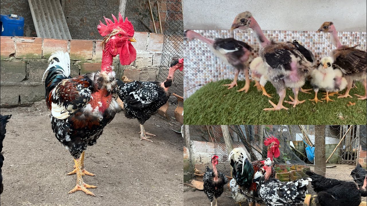 A CRIAÇÃO DE GALINHAS POLACO BALÃO DE GRANDE PORTE ESTÁ FICANDO GRANDES DE VERDADE #sertanejo 