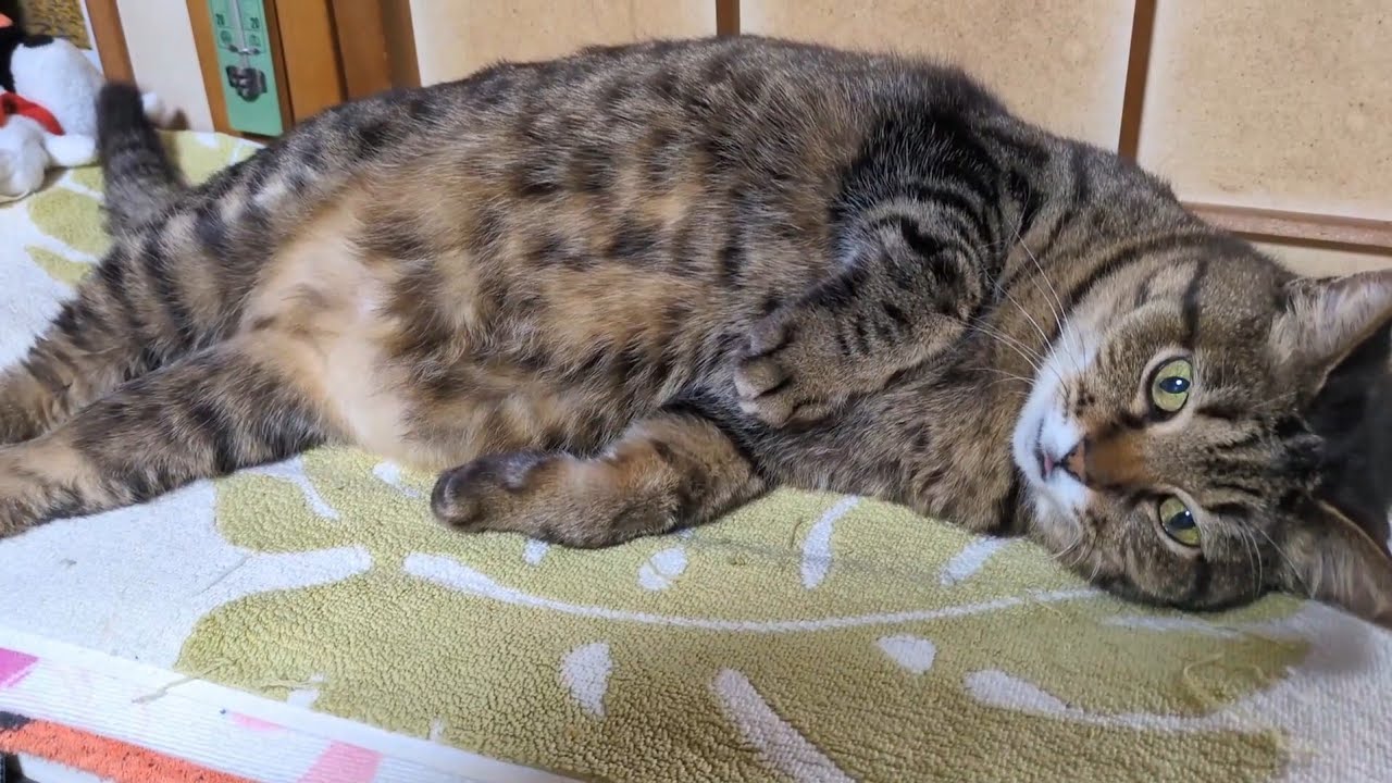 なんかお腹を撫でたい気分の時にご活用ください