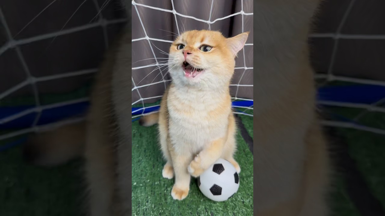 My cats really wanted to play football #cat #cats