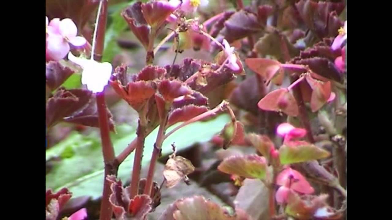 Ion Dolanescu - M-a facut mama oltean