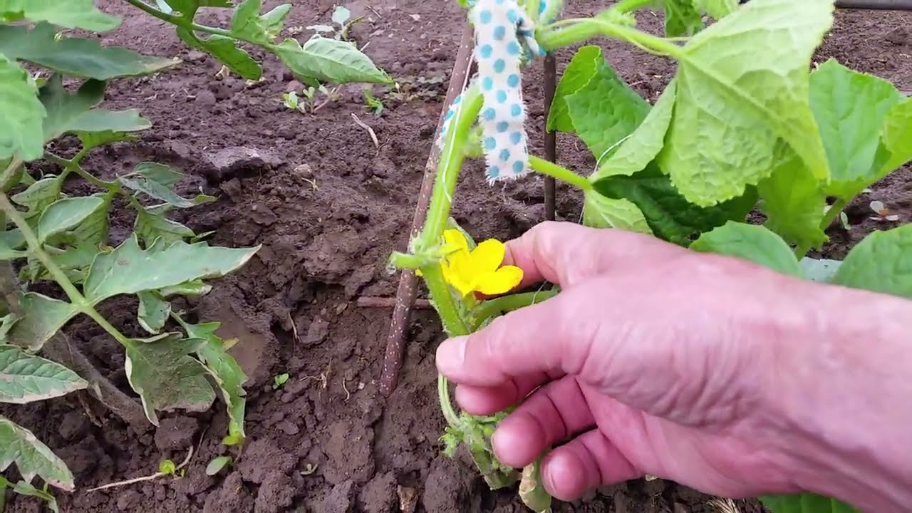 Прищипване на Краставици Колтучене на колтука на Домати.