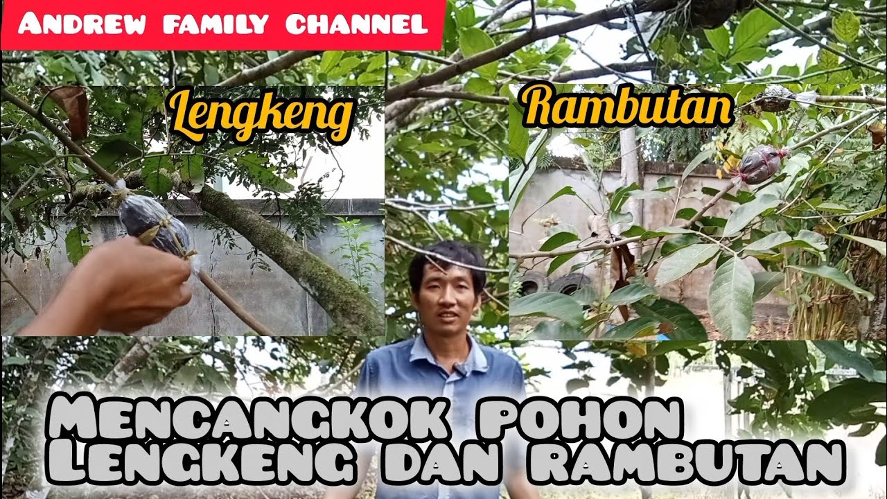 CARA MENCANGKOK POHON LENGKENG DAN RAMBUTAN GAMPANG DAN MUDAH
