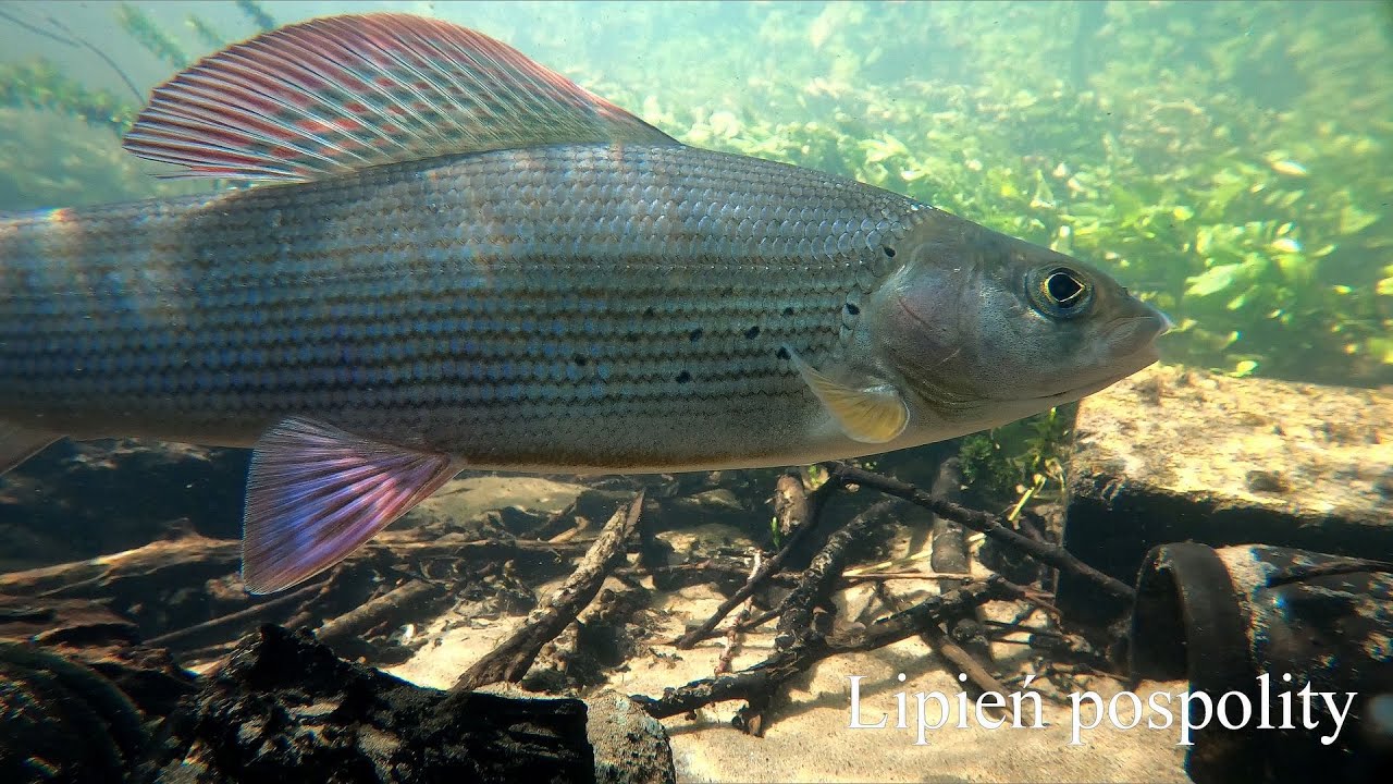Lipień pospolity i kajaki. Grayling and canoes