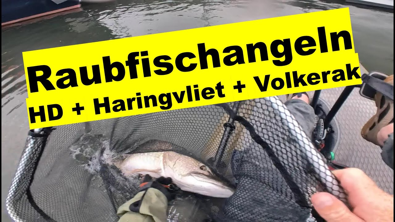 Raubfischangeln am HD, Haringvliet und Volkerak