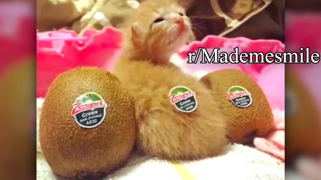 r/Mademesmile | Кошечка-киви 🥺🥺🥺