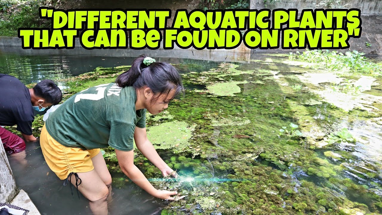 DIFFERENT AQUATIC PLANTS ON OUR LOCAL RIVER | AYER M.