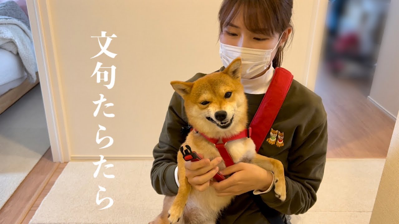 新しいハーネスにぶつくさ文句を言う柴犬が大変なんだけど可愛い