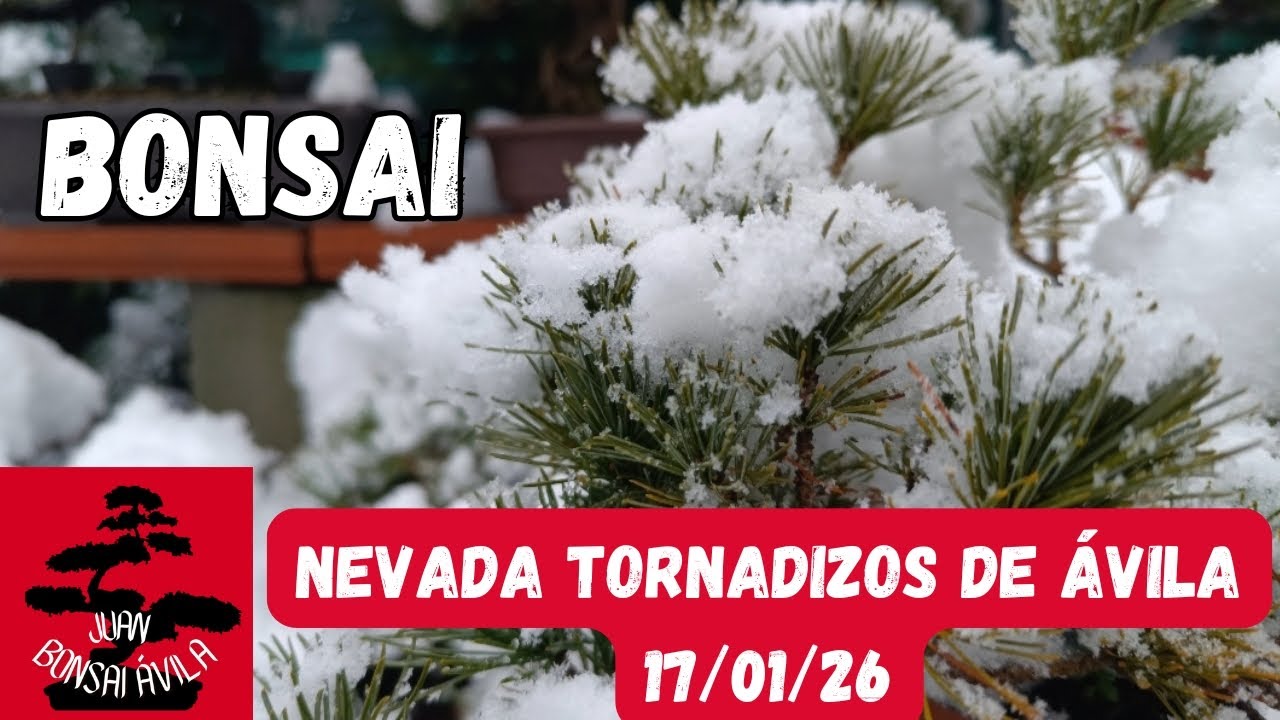 Bonsai en invierno, nevada en Tornadizos de Ávila, 17/01/26 #bonsai 