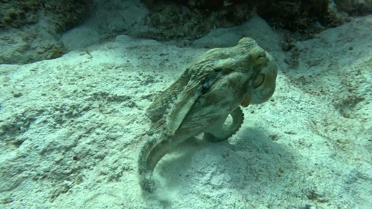 Tracy spots an OCTOPUS! 18th Palm site Bonaire 11.29.24