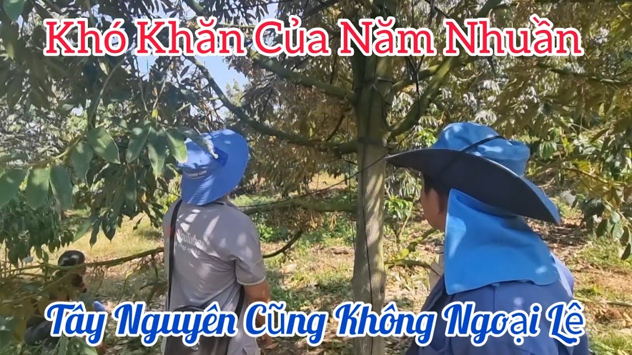 Kéo Đọt Mà Bị Đi Chậm Thì Cân Chỉnh Như Thế Nào Cho Phù Hợp | Kỹ Thuật Nông Nghiệp
