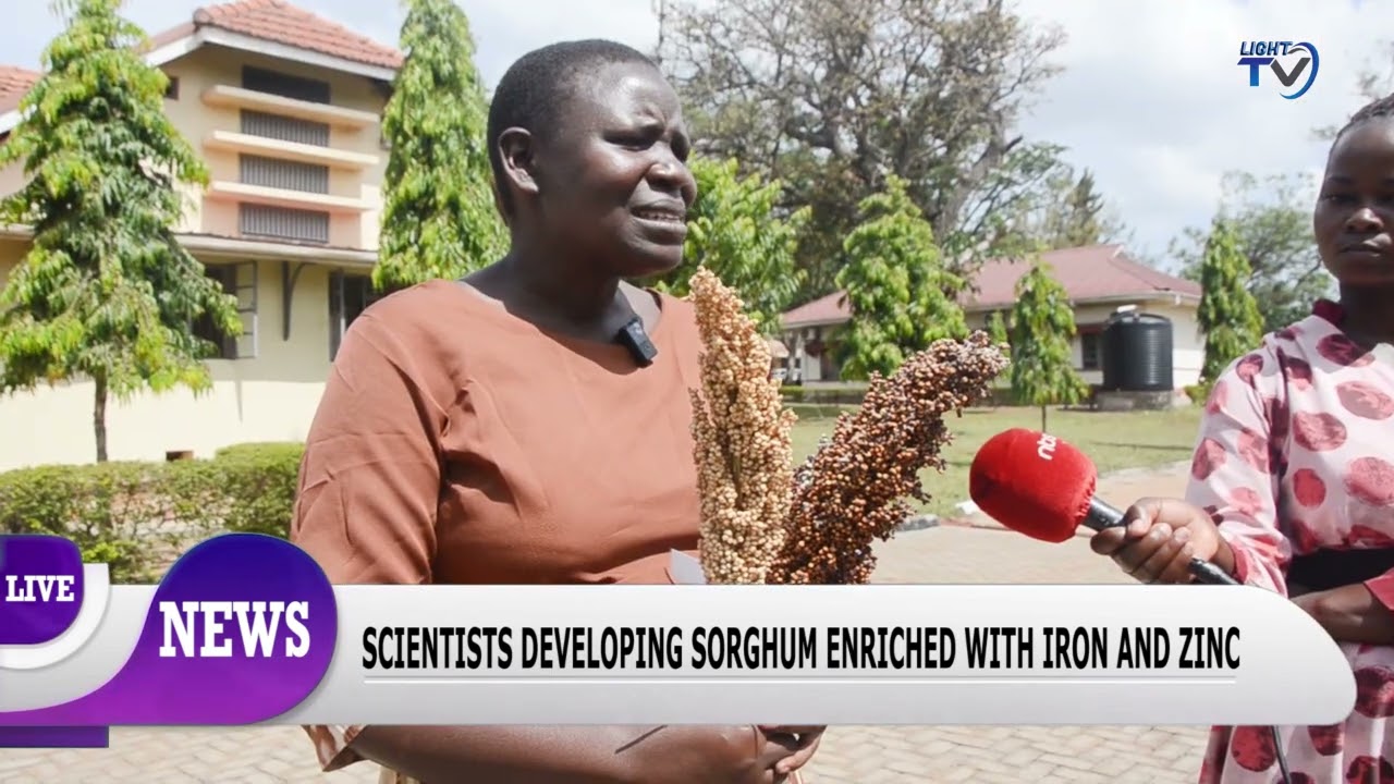SCIENTISTS DEVELOP SORGHUM RICH IN IRON AND ZINC