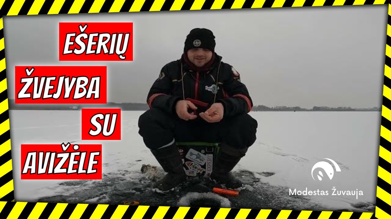 Didelio ežero ešeriai avižėle